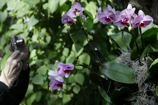Orchid show at New York Botanical Gardens